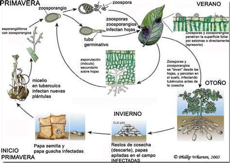 Infografía: Ciclo de vida del Phytophthora infestans
