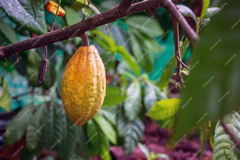 Árbol del cacao con mazorcas maduras