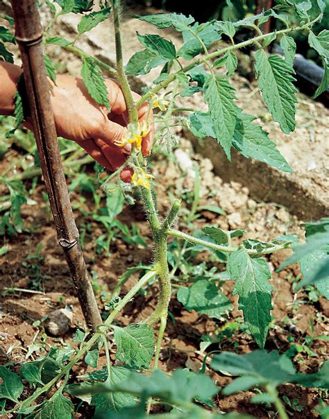 Planta de tomate con podredumbre del tallo