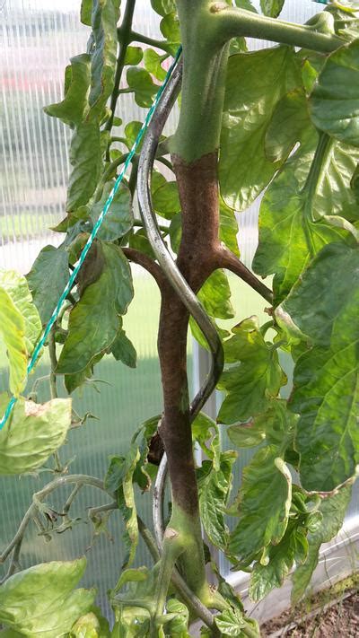 Lesiones en el tallo de tomate causadas por Didymella