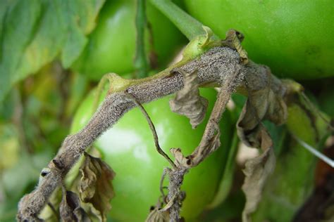Tomates afectados por botrytis