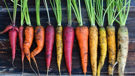 Infografía mostrando los diferentes tipos de zanahorias (cortas, semi-largas, largas) con sus características