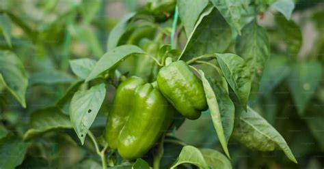 Planta de pimientos verdes