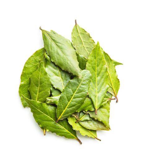 Hojas de laurel frescas