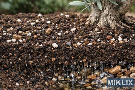Suelo ideal para habas con materia orgánica y buen drenaje