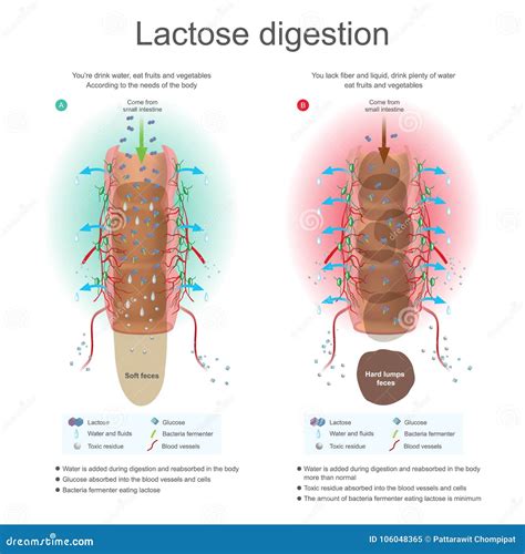 Esquema de la digestión de la lactosa