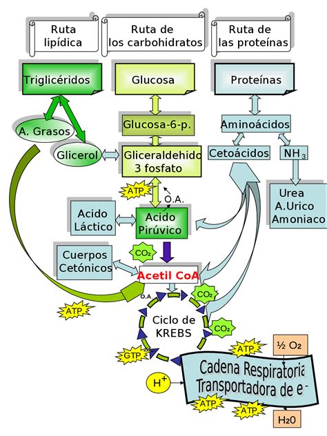 Esquema del metabolismo de la fructosa en personas con IHF