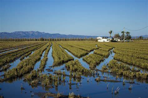 Campos de arroz en el Delta del Ebro
