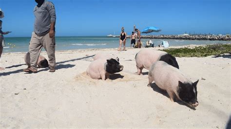 Turistas interactuando y alimentando cerditos bebés en la playa