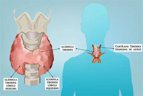 Ubicación de la glándula tiroides en el cuerpo humano