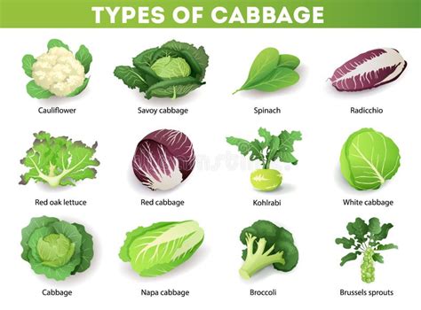 Tipos de verduras crucíferas