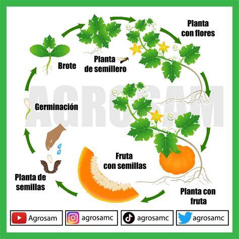 ciclo de vida de una planta de calabaza desde la semilla hasta el fruto