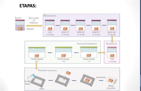 Esquema de las etapas de preparación de una muestra de levadura en portaobjetos