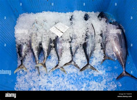 Bonito del Norte (Thunnus alalunga)