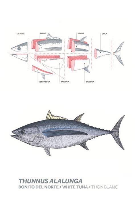 Diagrama del despiece del bonito