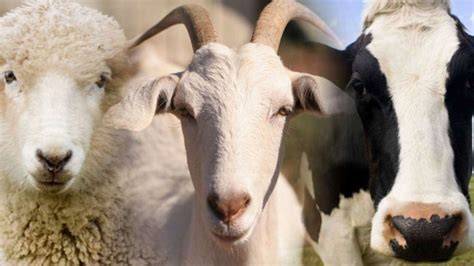 Vaca, cabra y oveja como fuentes de leche