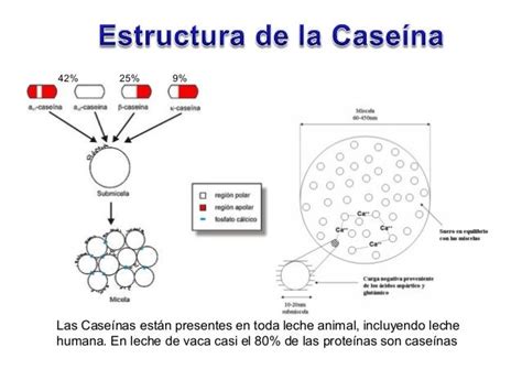 Estructura molecular de la caseína y el suero de leche