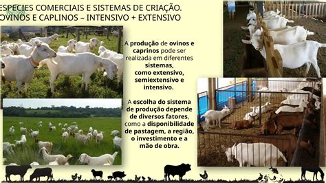 Infografía comparativa de los sistemas de cría (intensivo, semiintensivo, semiextensivo, extensivo) de terneros