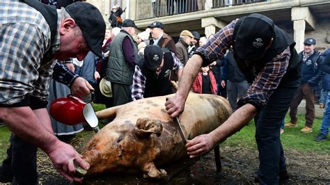 Matanza del cerdo en Galicia