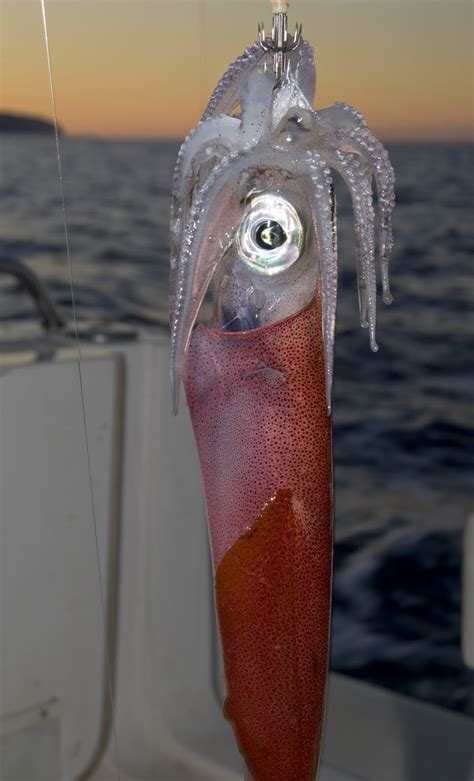 Calamares de potera: Proceso de pesca tradicional