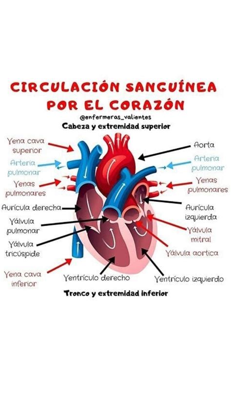 Esquema de la circulación sanguínea y el corazón con indicación de la hipertensión