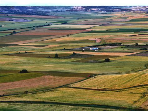 Paisaje de la comarca de Tierra de Campos con rebaños de ovejas