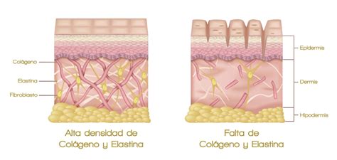 Piel y colágeno