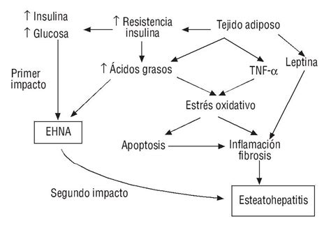 Esquema: Impacto del gluten en la salud hepática