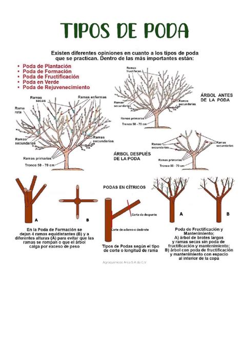 Esquema de poda de formación en plantas de pimiento