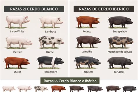 Esquema de las diferencias entre razas de cerdo ibérico
