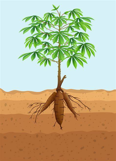 Planta de mandioca y sus raíces