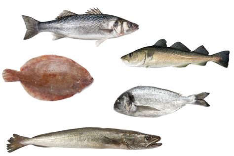 Infografía de pescados blancos comunes