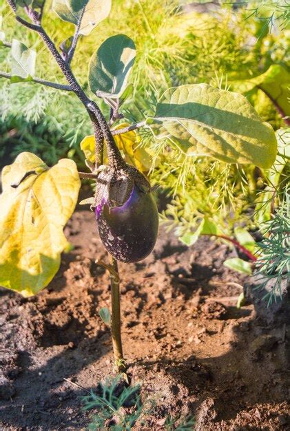 Planta de berenjena en huerto soleado