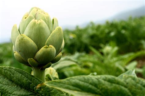 Planta de alcachofa y hojas de té verde