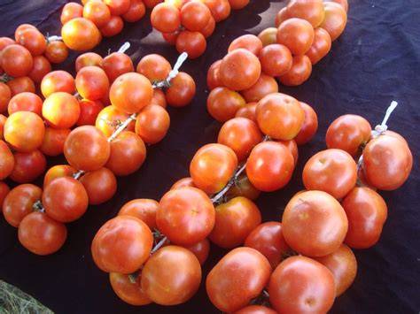 Tomates de colgar colgados en ristra