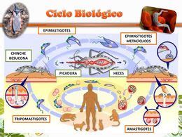 Esquema biológico de la transformación de azúcares