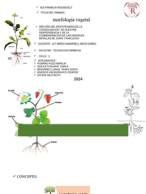 Esquema de la morfología de la planta Vicia faba