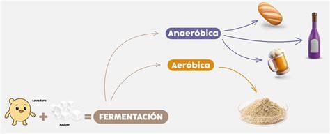 Esquema de las condiciones ideales para la fermentación de la levadura: temperatura, humedad y oxígeno