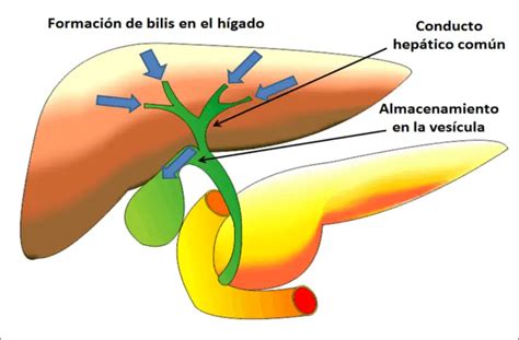 Esquema del funcionamiento del hígado y la bilis
