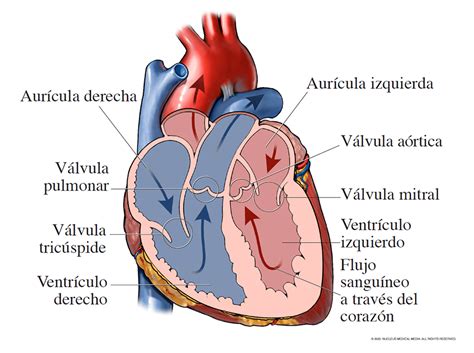 Esquema anatómico del corazón de cerdo mostrando sus cámaras y vasos principales