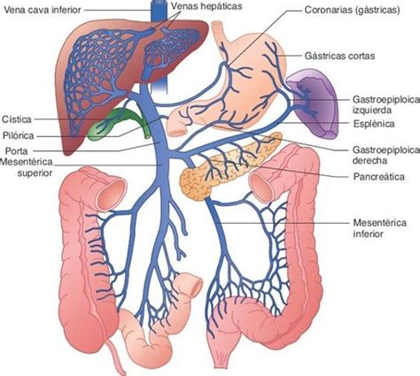 Diagrama del sistema portal hepático y su conexión con el corazón