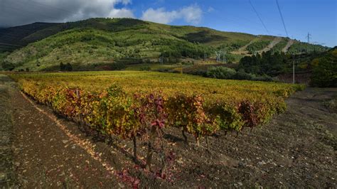 Viñedos de la bodega A Tapada en Valdeorras