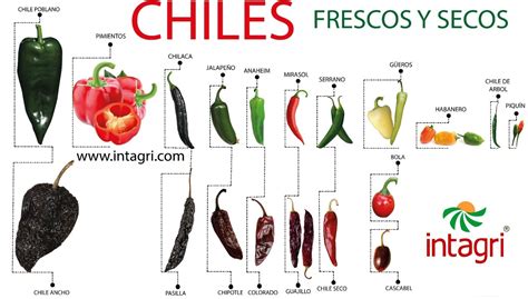 Comparativa visual entre chiles Shishito y Pimientos de Padrón