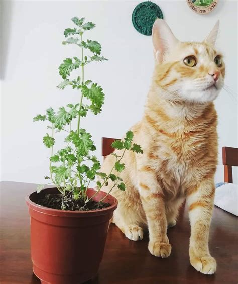 Imagen de hierba gatera en maceta para gatos