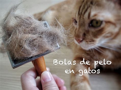 Microfotografía de fragmentos de plantas en bolas de pelo de gato