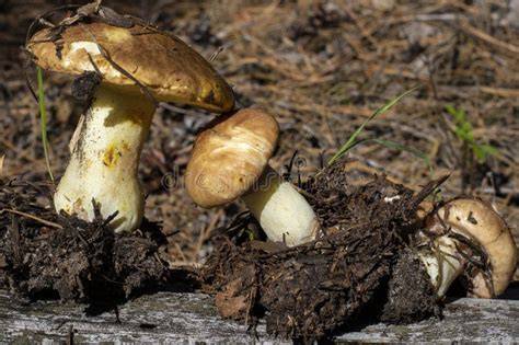 fotografía de boletus frescos recién recolectados