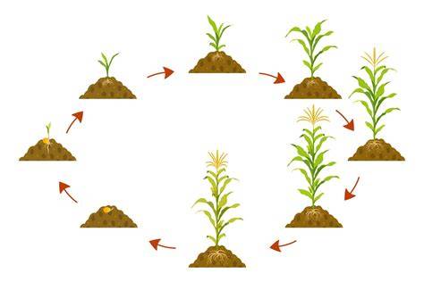 proceso de cultivo y procesamiento de la espelta