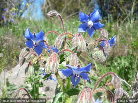 Borraja silvestre con flores azules