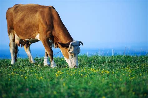 Vaca lechera pastando en un campo español