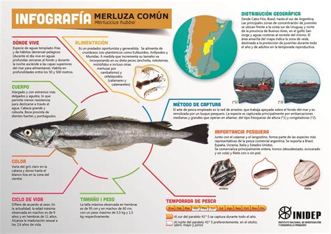 Infografía: Beneficios de la merluza para la salud